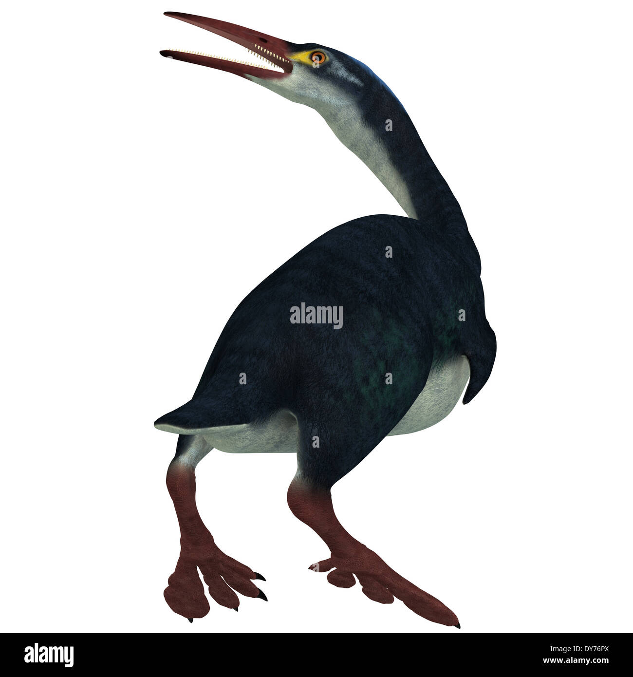 Hesperornis was a a flightless aquatic bird that lived in the Cretaceous era in Kansas and Canada. Stock Photo
