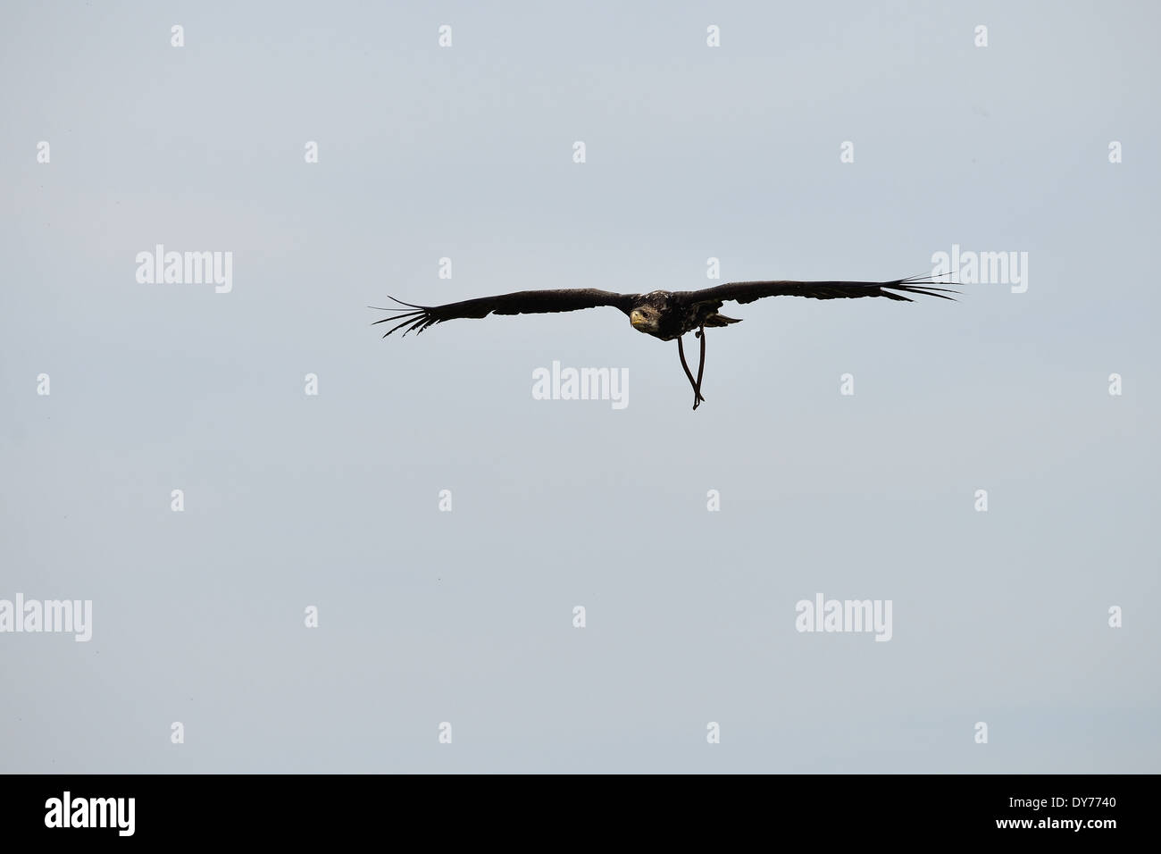 Eagle Show Stock Photo 68386080 Alamy