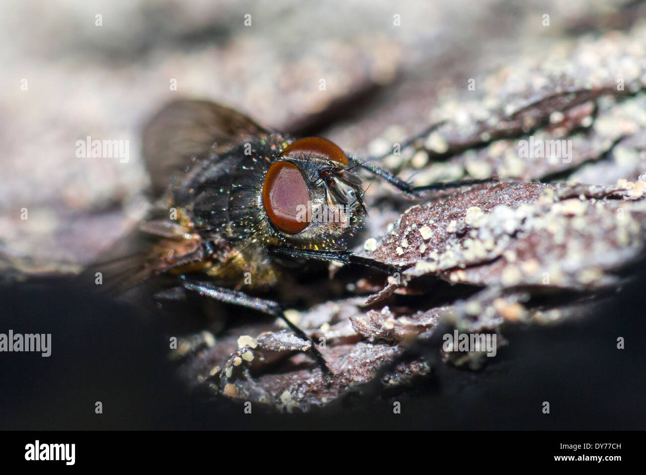 Forest Fly Insect Portrait forest fly hi-res stock photography and images - Alamy