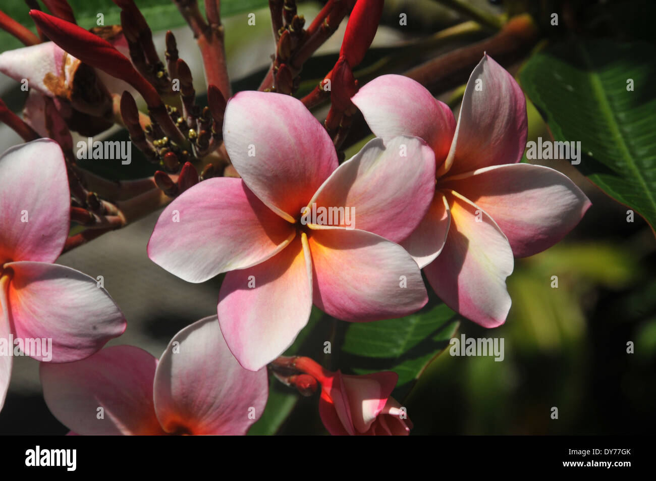 Pink plumeria, Plumeria sp., Oahu, Hawaii, USA Stock Photo