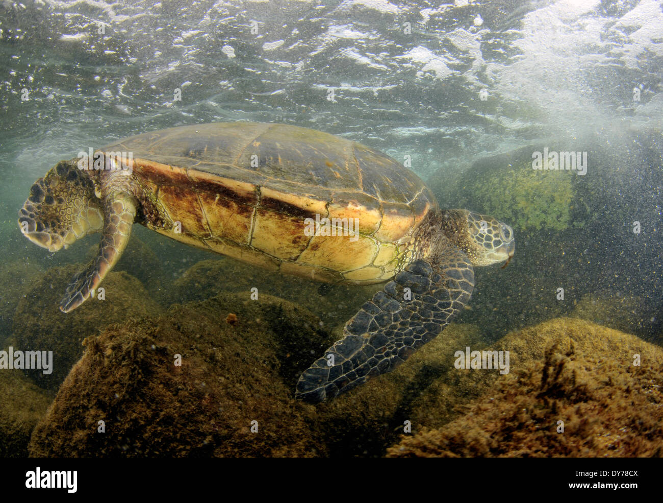 Green sea turtle, Chelonia mydas, North Shore, Oahu, Hawaii, USA Stock Photo