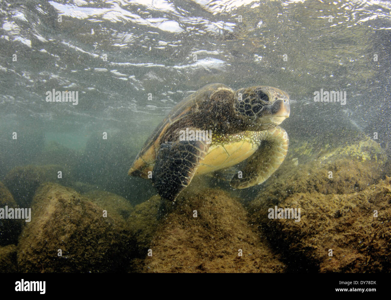 Green sea turtle, Chelonia mydas, North Shore, Oahu, Hawaii, USA Stock Photo