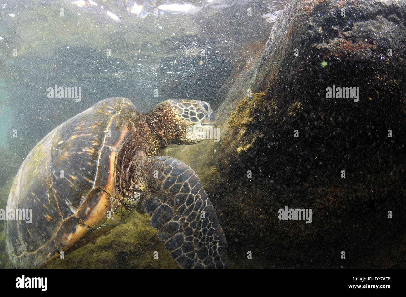 Green sea turtle, Chelonia mydas, feeding off the rocks, North Shore, Oahu, Hawaii, USA Stock Photo