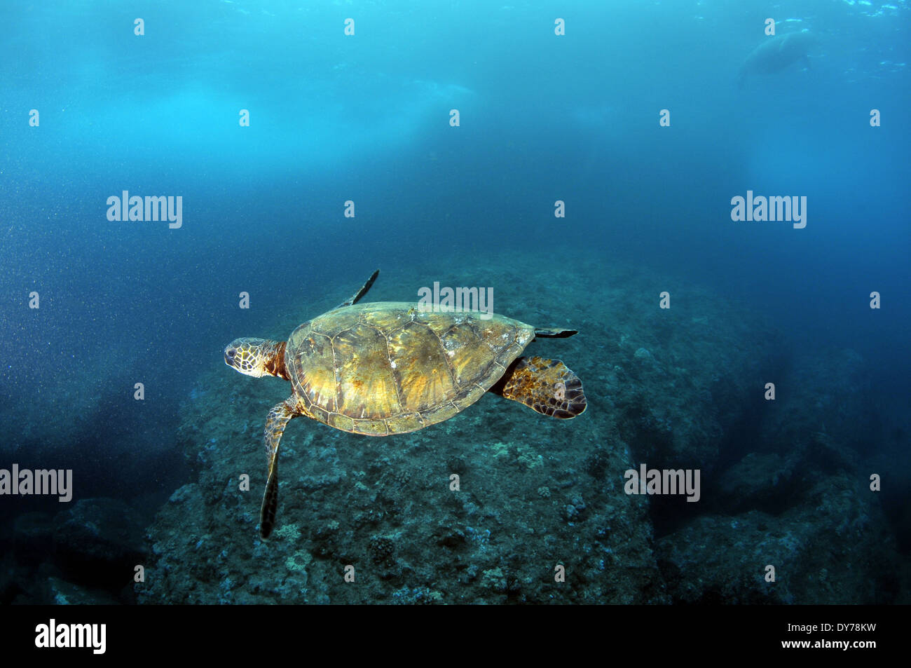 Green sea turtle, Chelonia mydas, swim by, North Shore, Oahu, Hawaii, USA Stock Photo