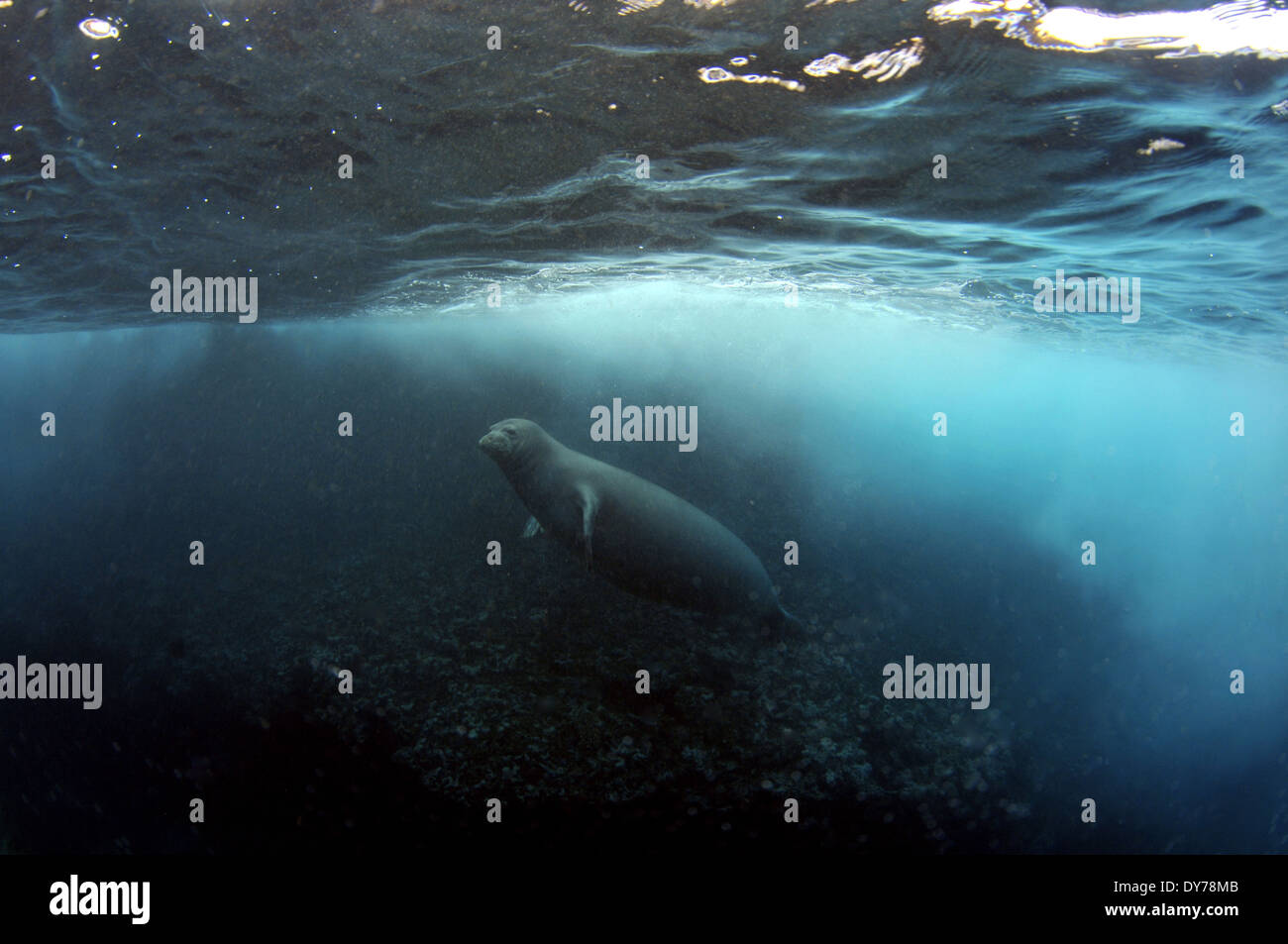 Endangered Hawaiian monk seal, Monachus schauinslandi, swims underwater, North Shore, Oahu, Hawaii, USA Stock Photo
