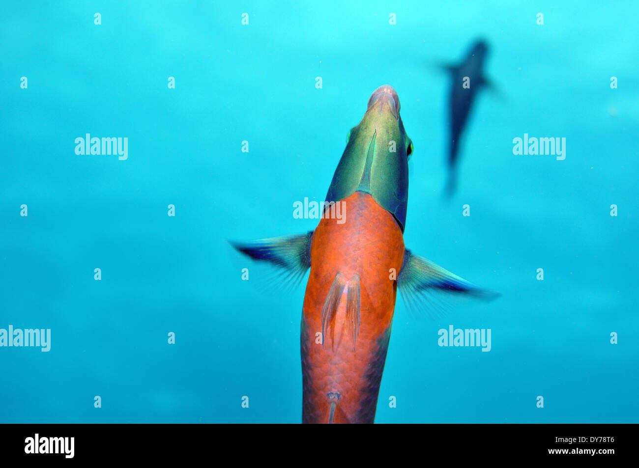View from below of two saddle wrasses, Thalassoma duperrey, endemic species of Hawaii, Kahe Point, Oahu, Hawaii, USA Stock Photo