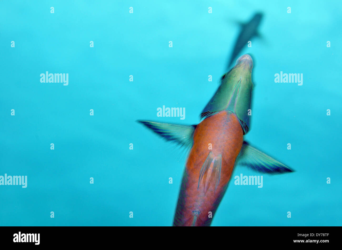 View from below of two saddle wrasses, Thalassoma duperrey, endemic species of Hawaii, Kahe Point, Oahu, Hawaii, USA Stock Photo