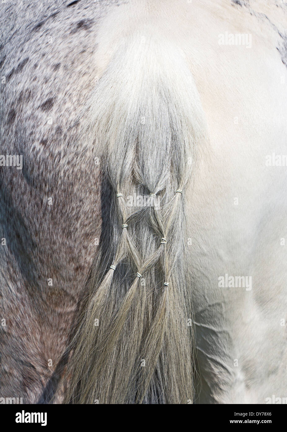 Braids on a white horse tail Stock Photo