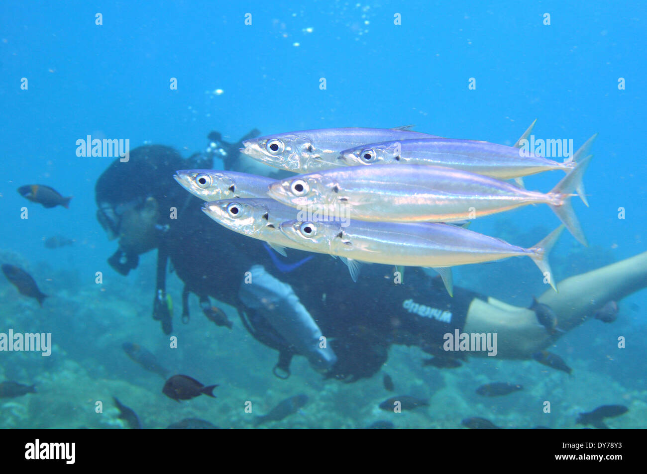 Scuba diver close to a school of mackerel scad, Decapterus macarellus