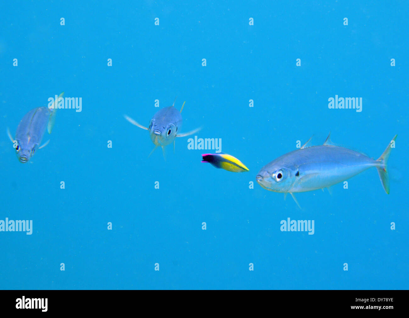 Blue mackerel scad hires stock photography and images Alamy