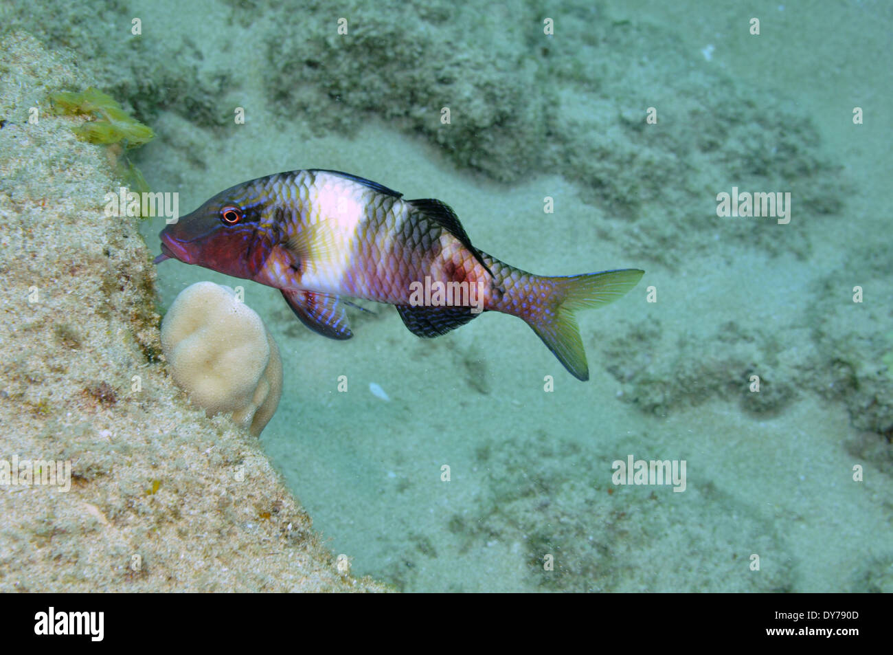 Manybar goatfish or moano, Parupeneus multifasciatus, Kahe Point, Oahu, Hawaii, USA Stock Photo
