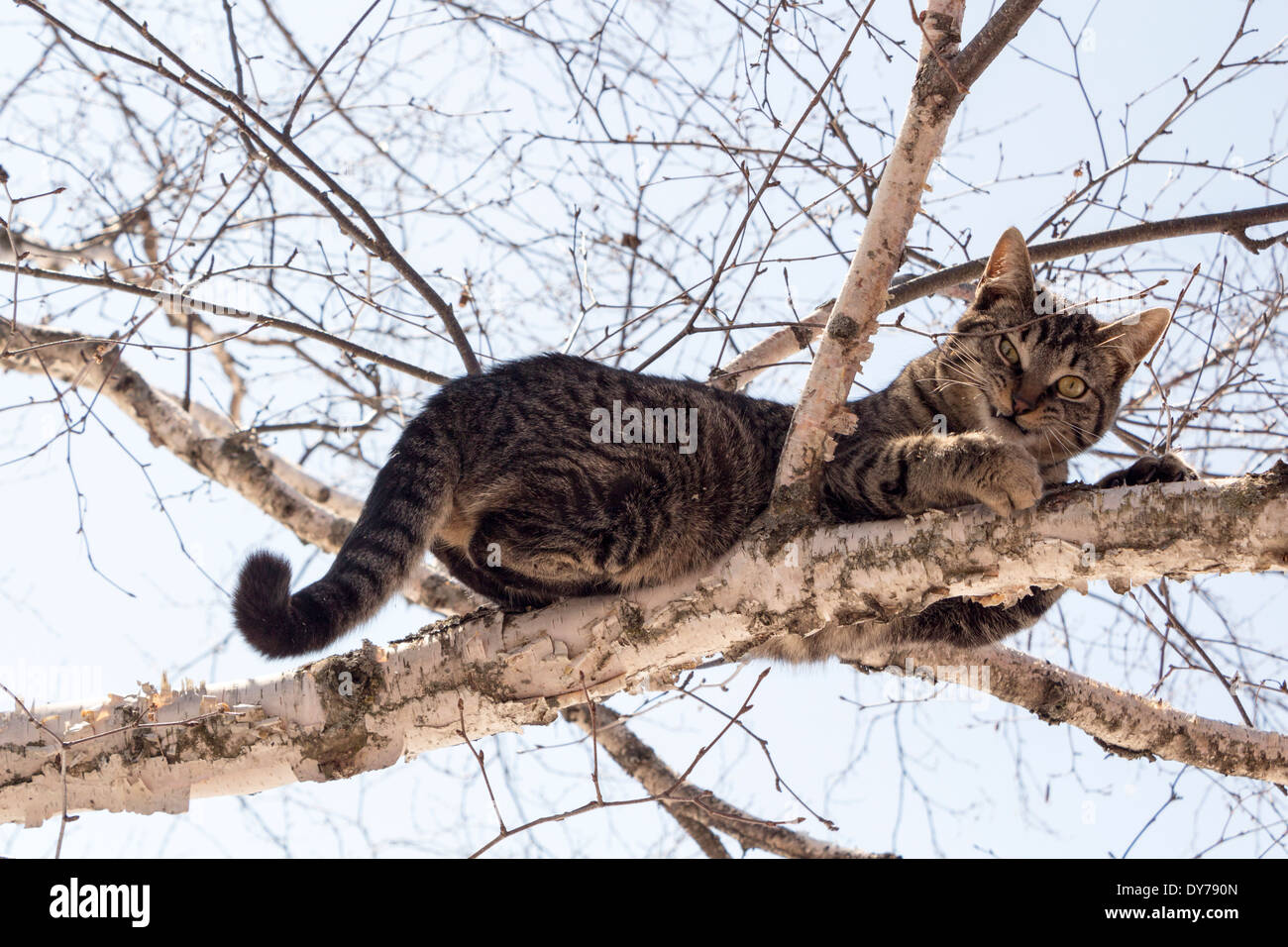 Animals are sitting on a branch and looking down hires stock