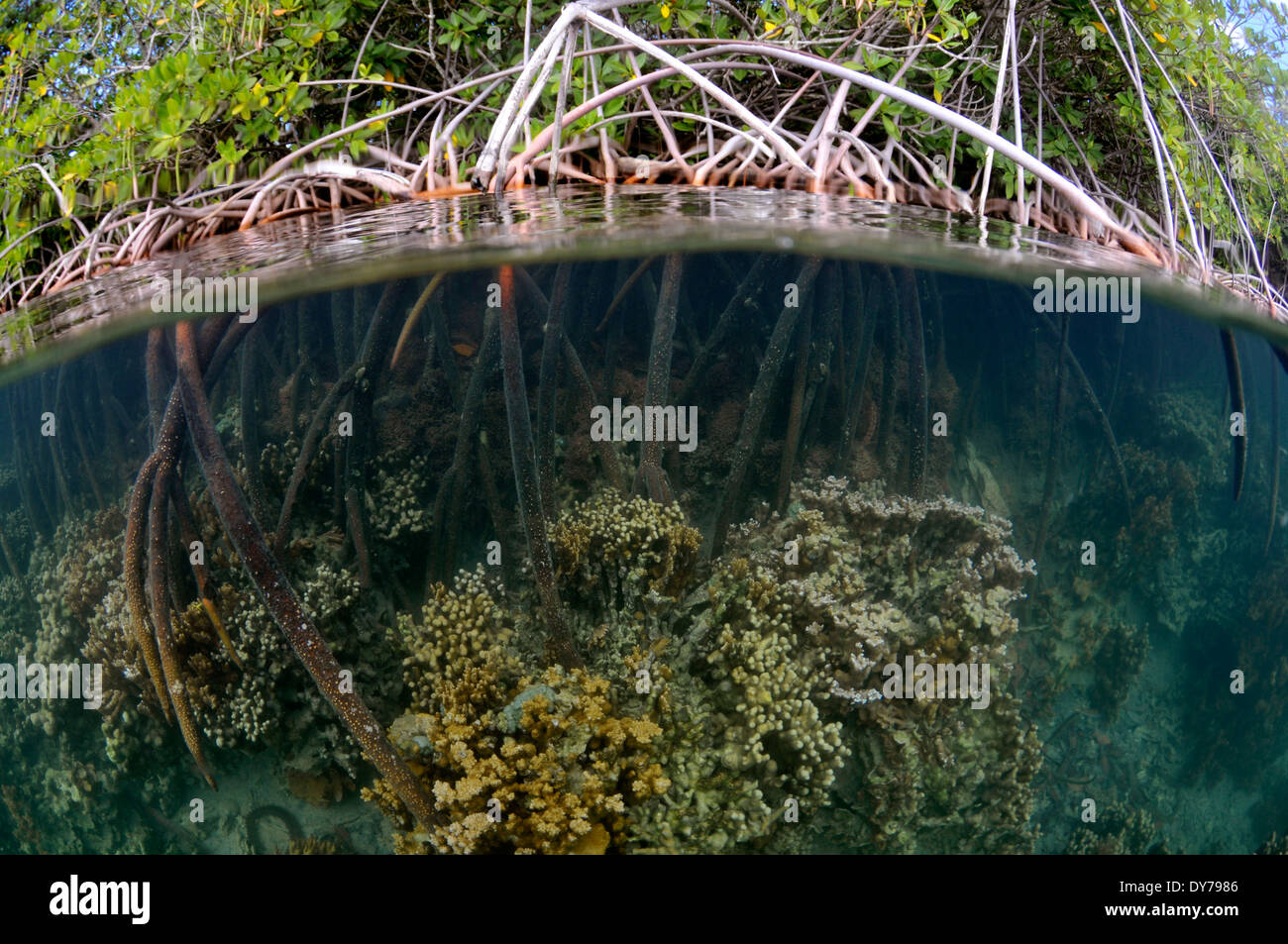 Coral reef growing over the roots of the mangrove trees, Coconut Island, Kaneohe Bay, Oahu, Hawaii, USA Stock Photo