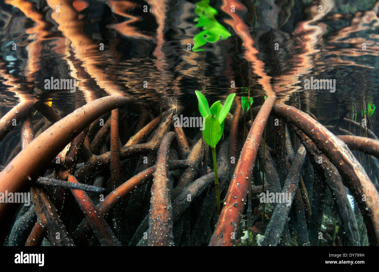 Red mangrove hires stock photography and images Alamy