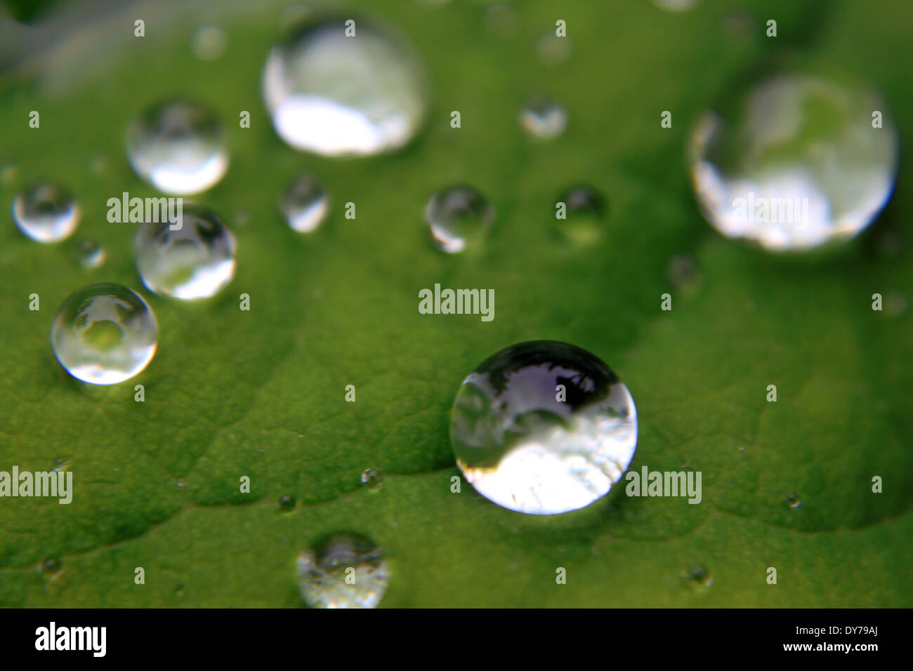 sphere shaped water droplets on a green leaf in the spring time Stock Photo