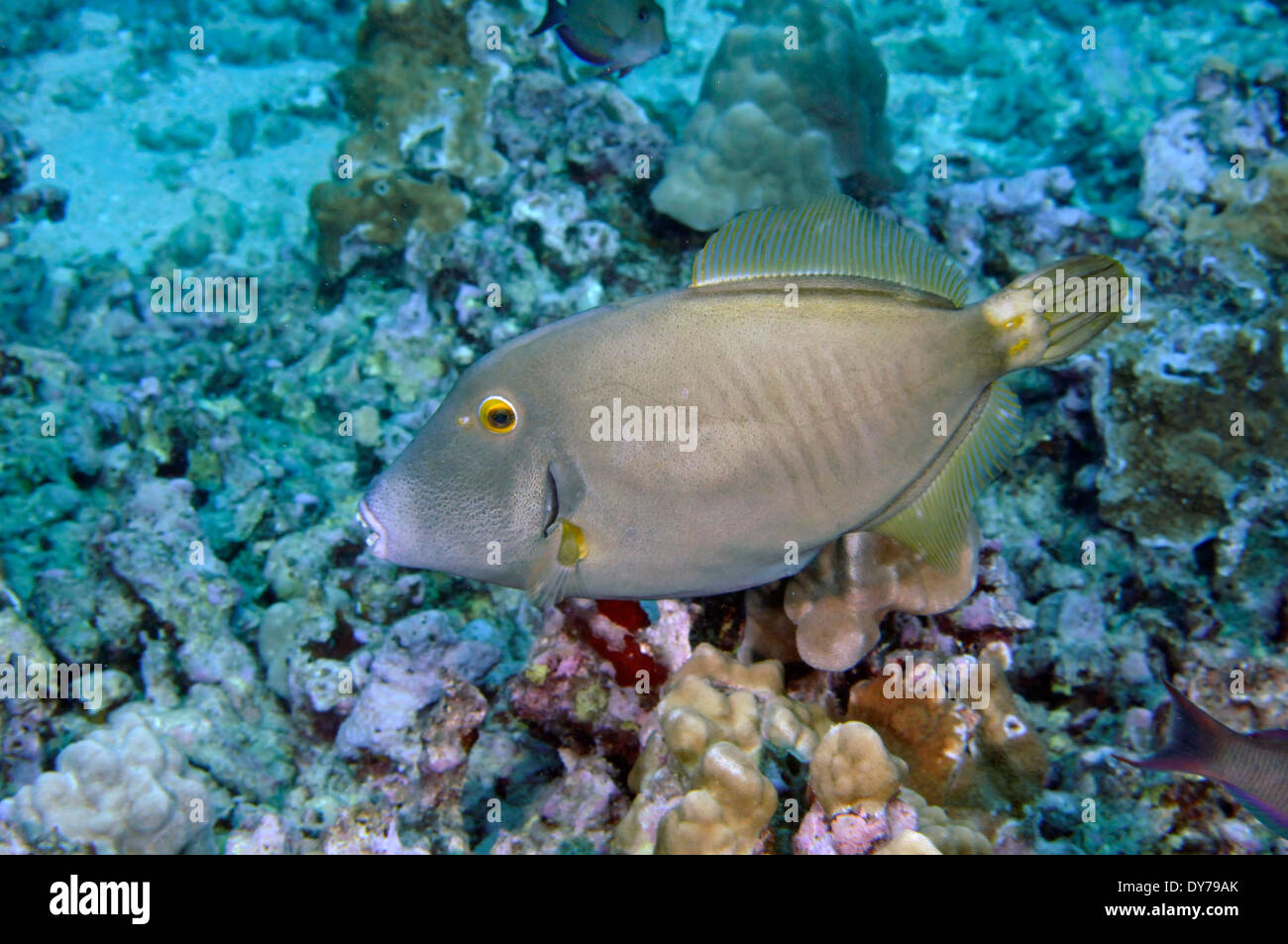 Barred Filefish, Cantherhines dumerilii, Oahu, Hawaii, USA Stock Photo