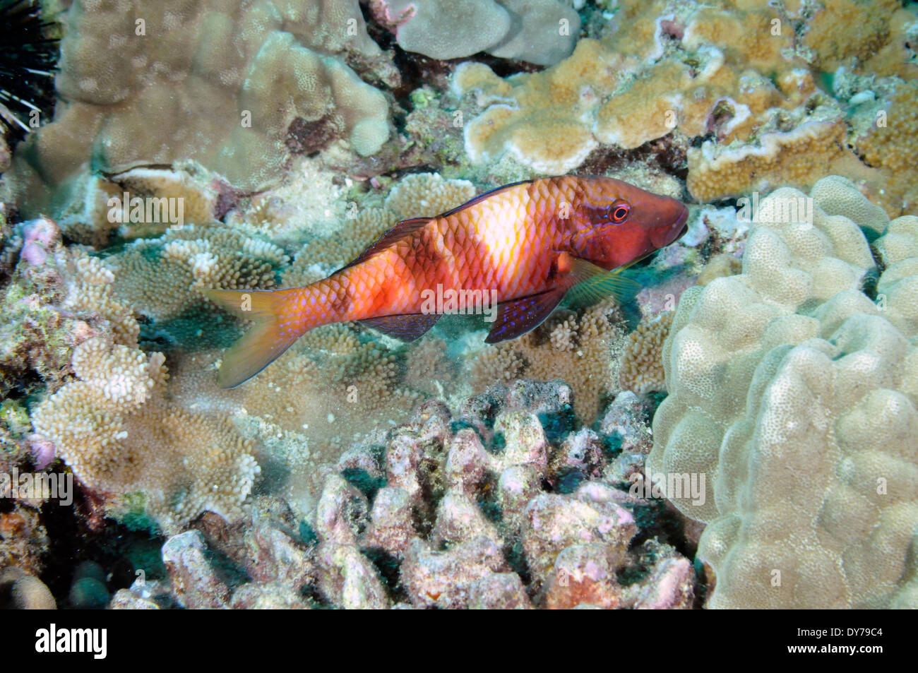 Manybar goatfish, Parupeneus multifascatus, Oahu, Hawaii, USA Stock Photo