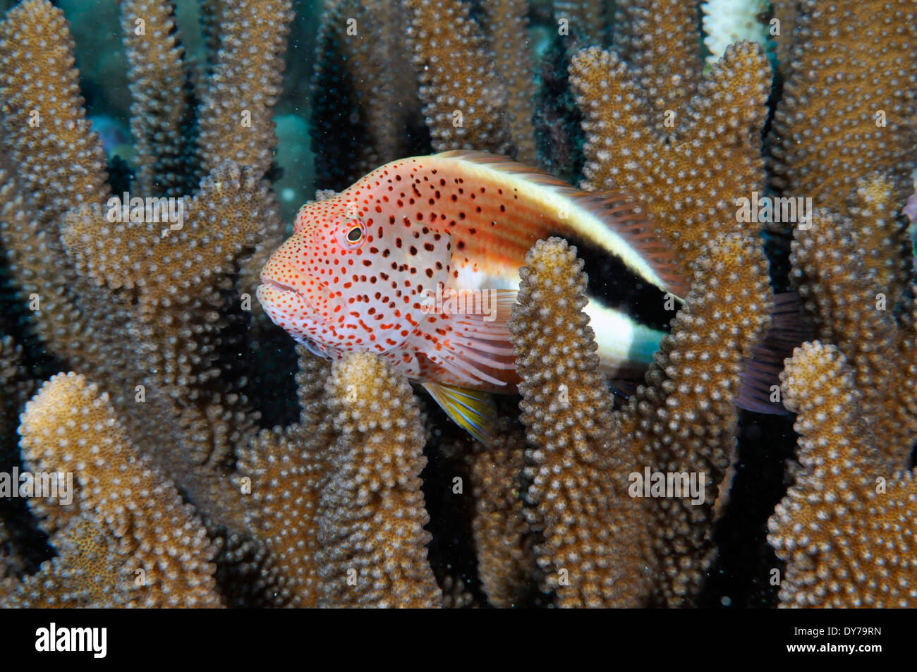 Blackside hawkfish, Paracirrhites forsteri, in a Pocillopora coral, Oahu, Hawaii, USA Stock Photo