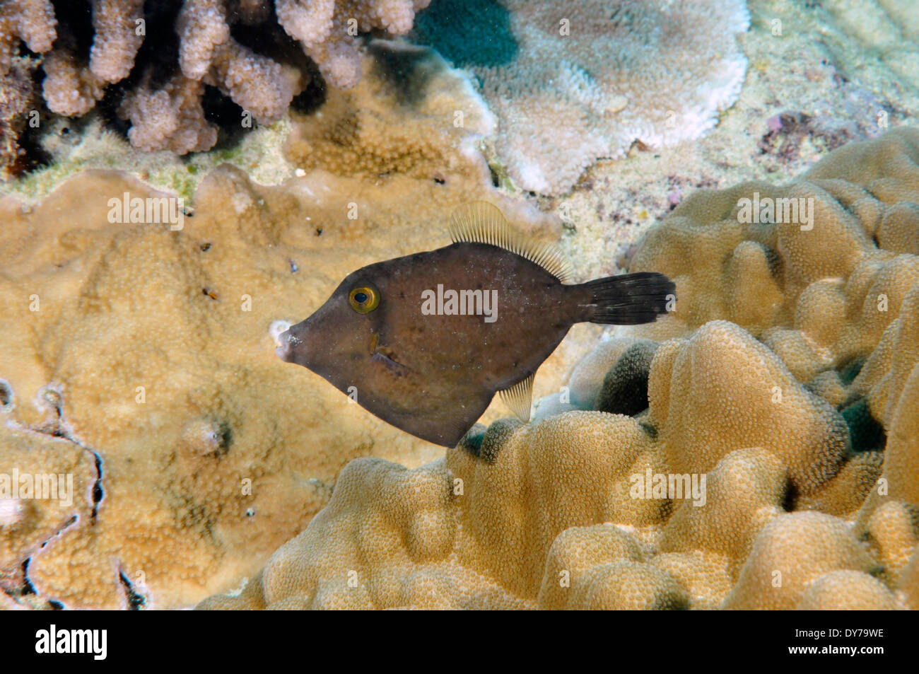 Shy Filefish, Cantherhines verecundus, endemic, Oahu, Hawaii, USA Stock Photo