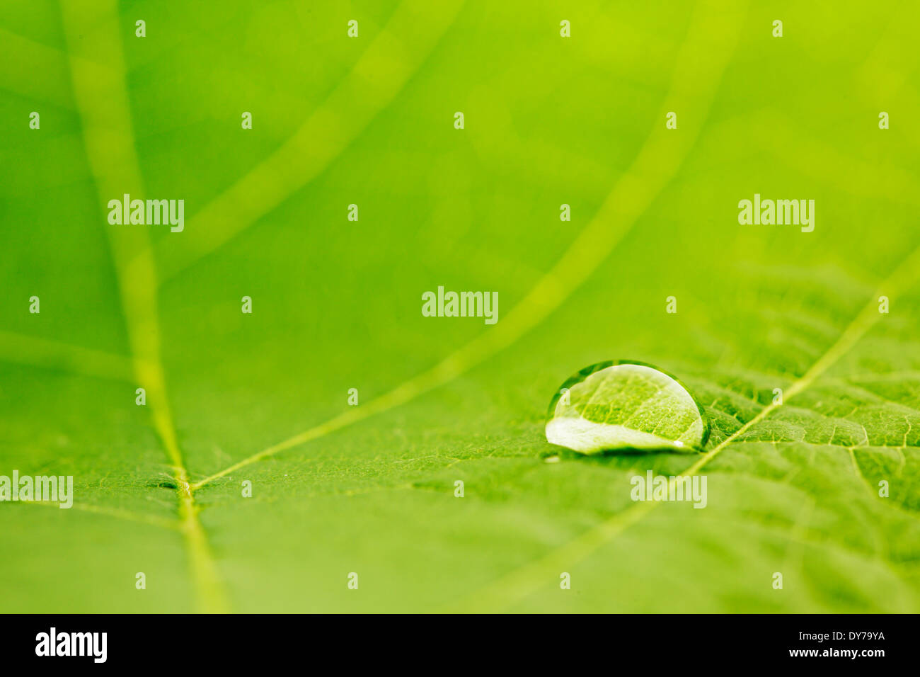 Water drop on fresh green leaf macro Stock Photo - Alamy
