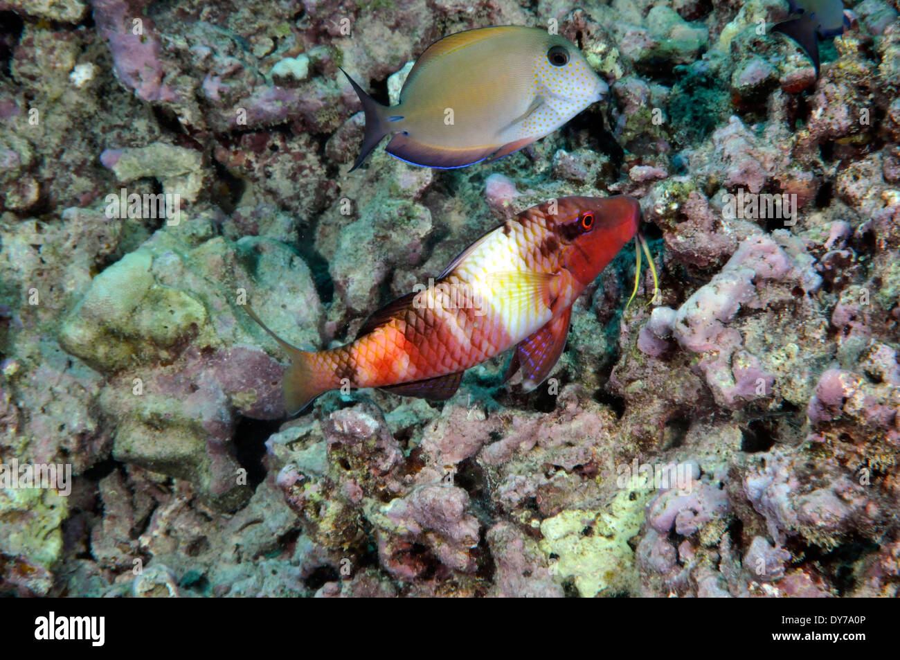 Brown surgeonfish, Acanthurus nigrofusucus, and manybar goatfish, Parupeneus multifascatus, Oahu, Hawaii, USA Stock Photo
