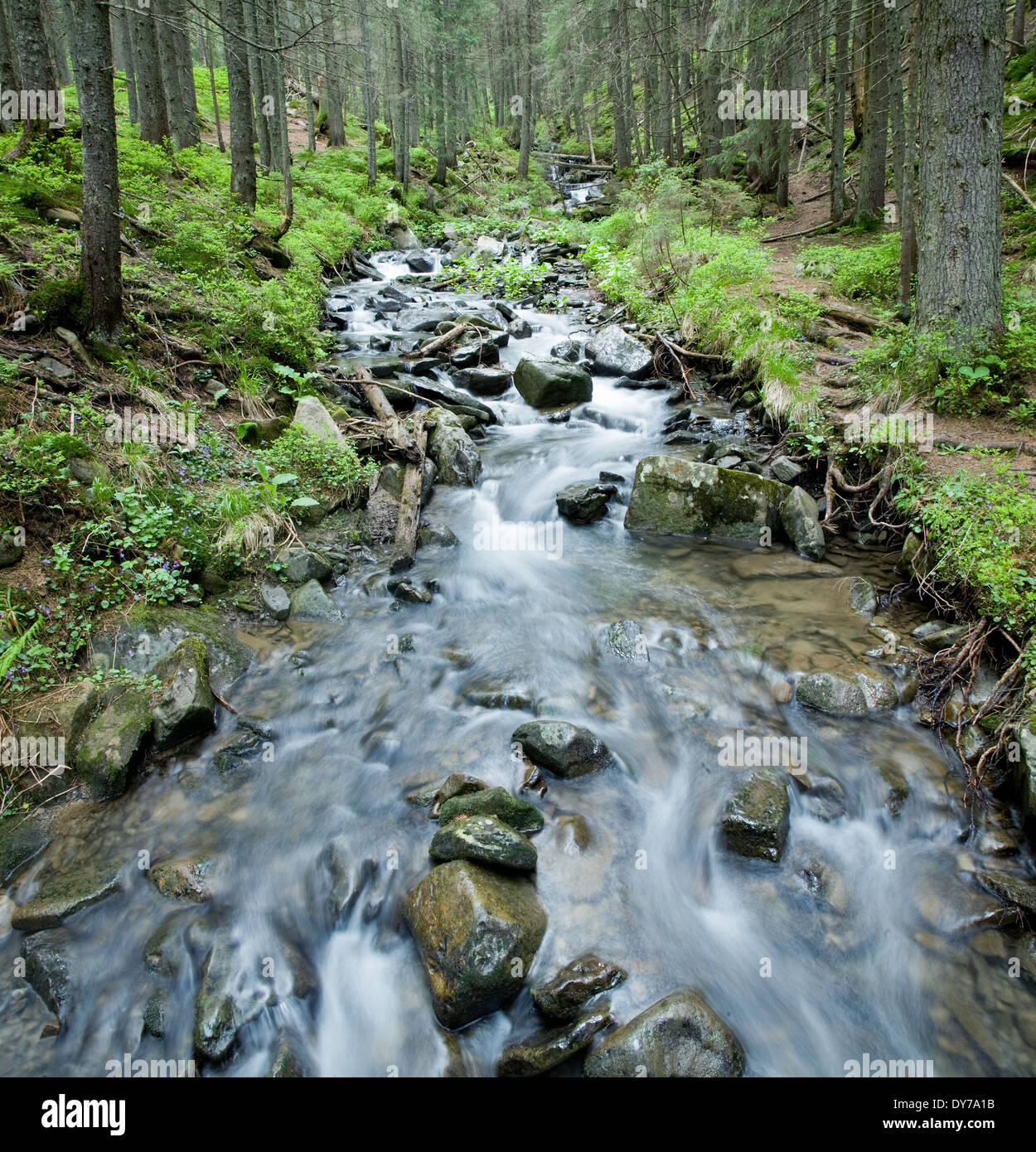 Spring stream in the Carpathian mountains. Stock Photo