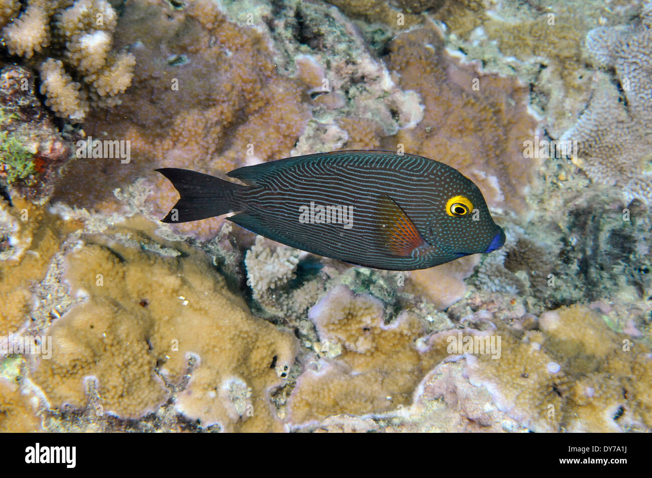 Goldring surgeonfish, Ctenochaetus strigosus, Oahu, Hawaii, USA Stock Photo