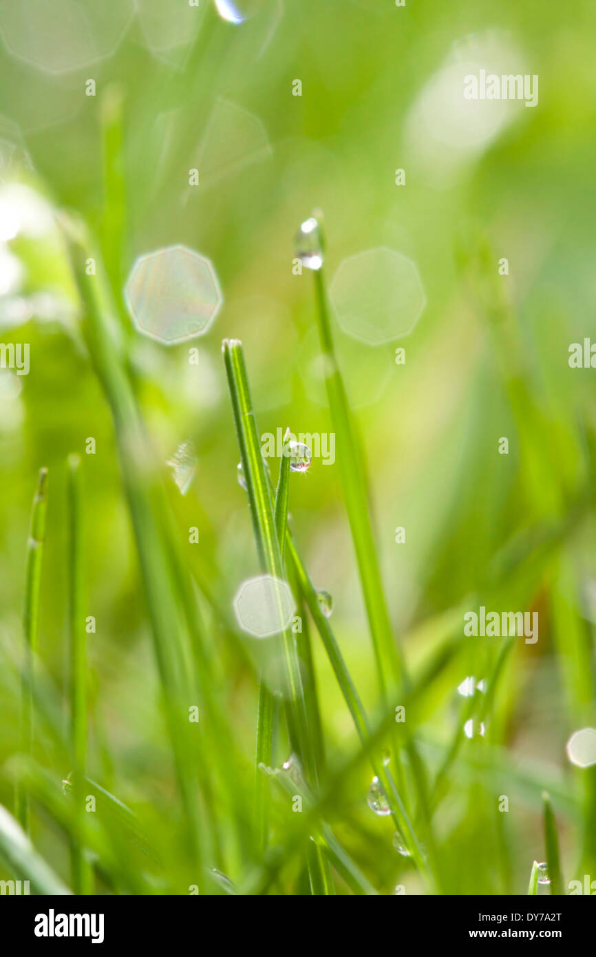 Abstract spring background of green grass with water drops Stock Photo ...