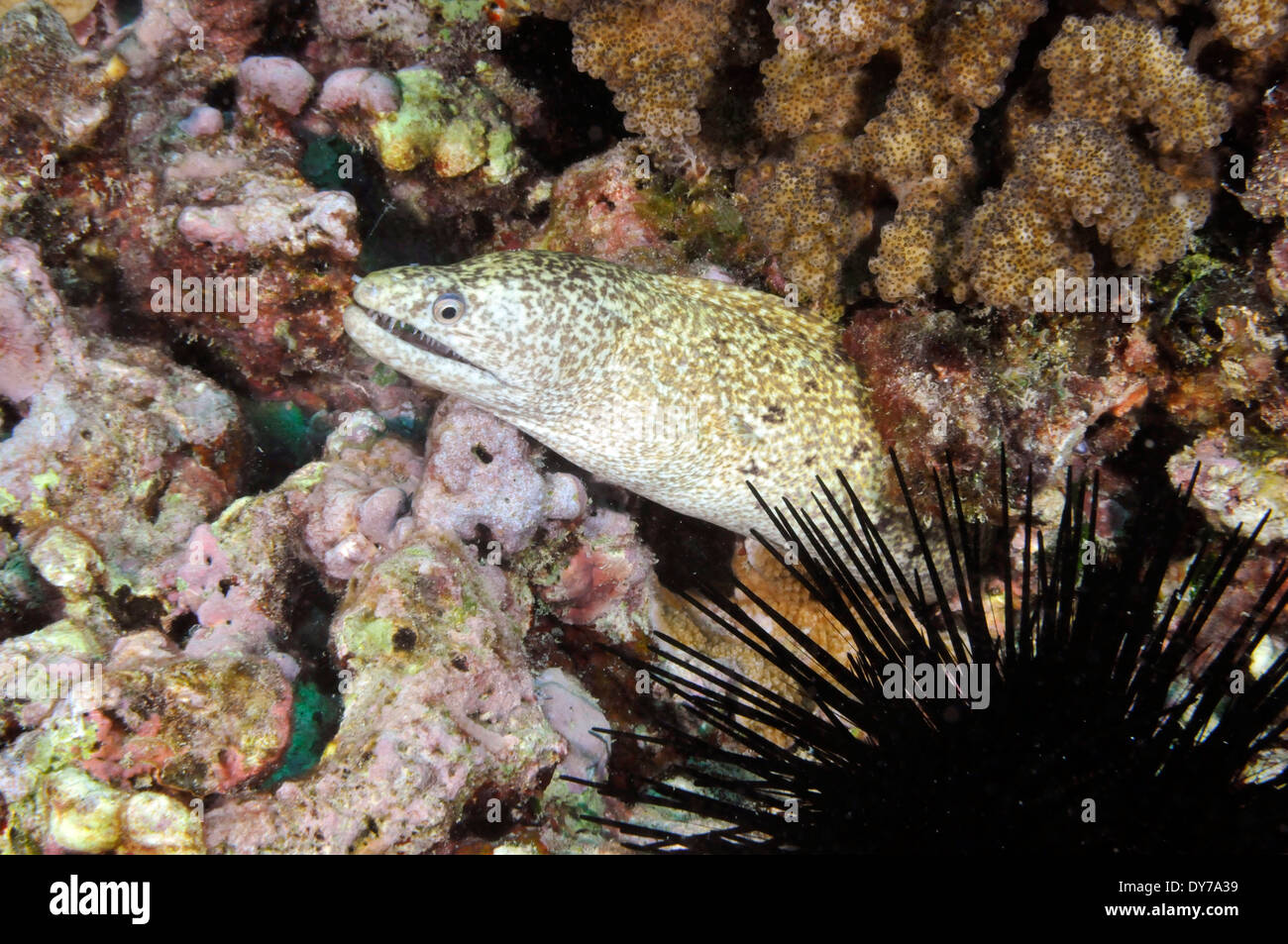 Hawaiian sea urchin hires stock photography and images Alamy