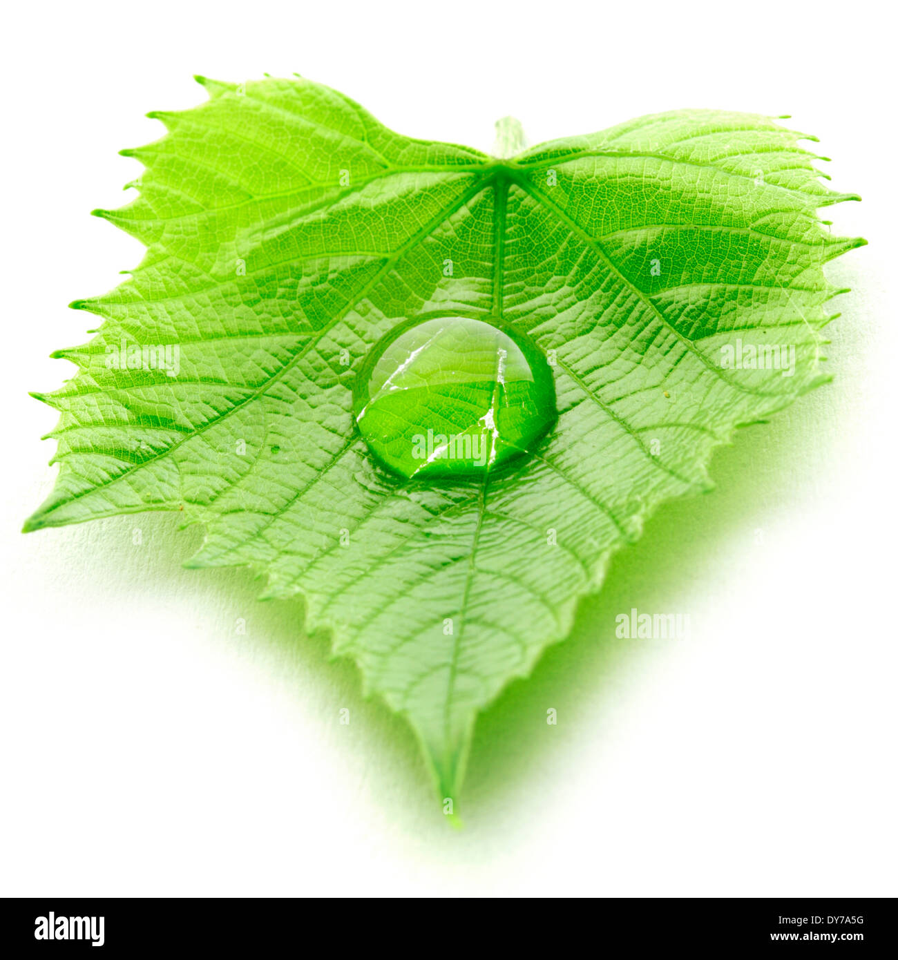 Water drop on leaf isolated on white background macro Stock Photo - Alamy