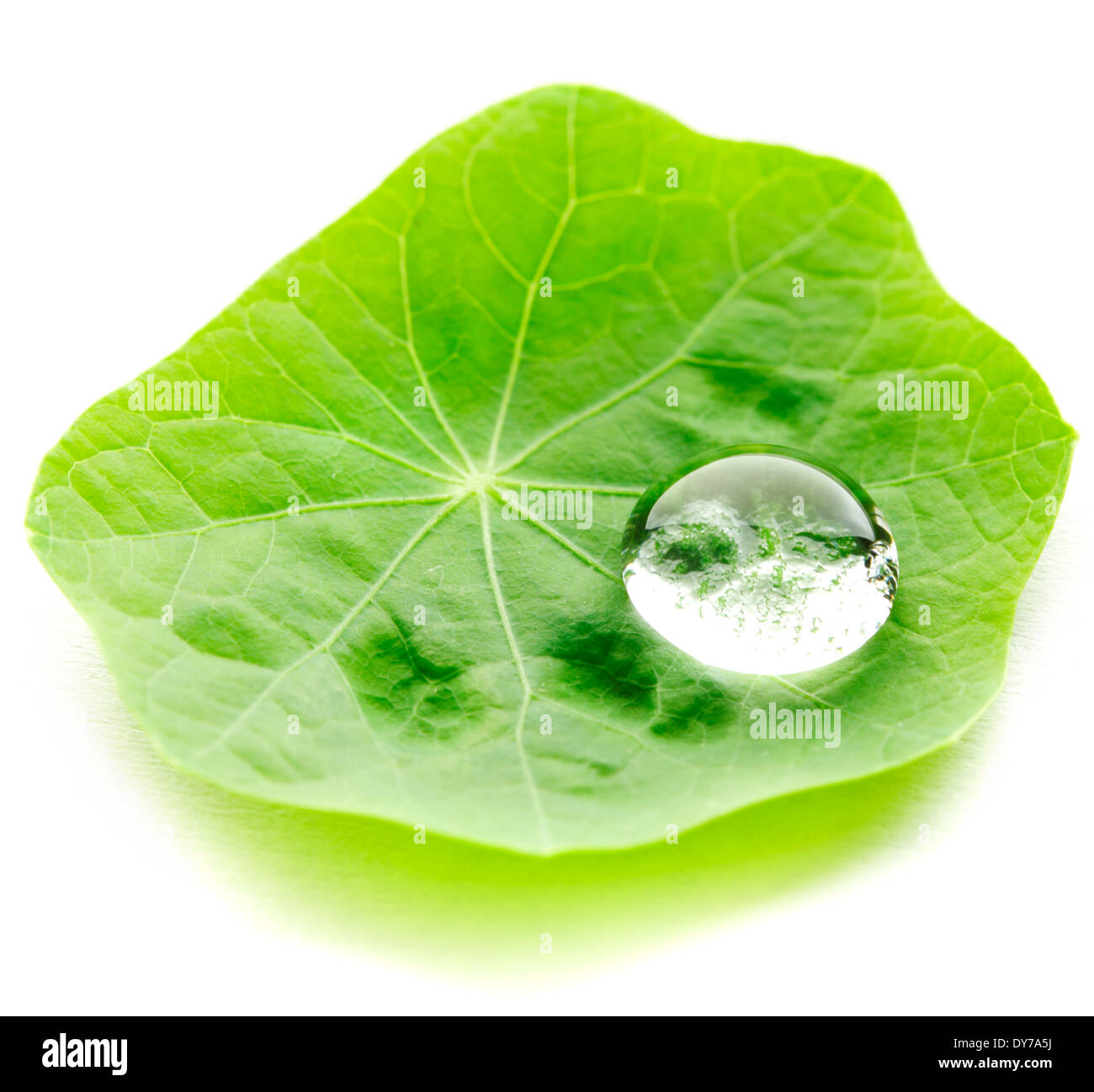 Water drop on leaf isolated on white background macro Stock Photo - Alamy
