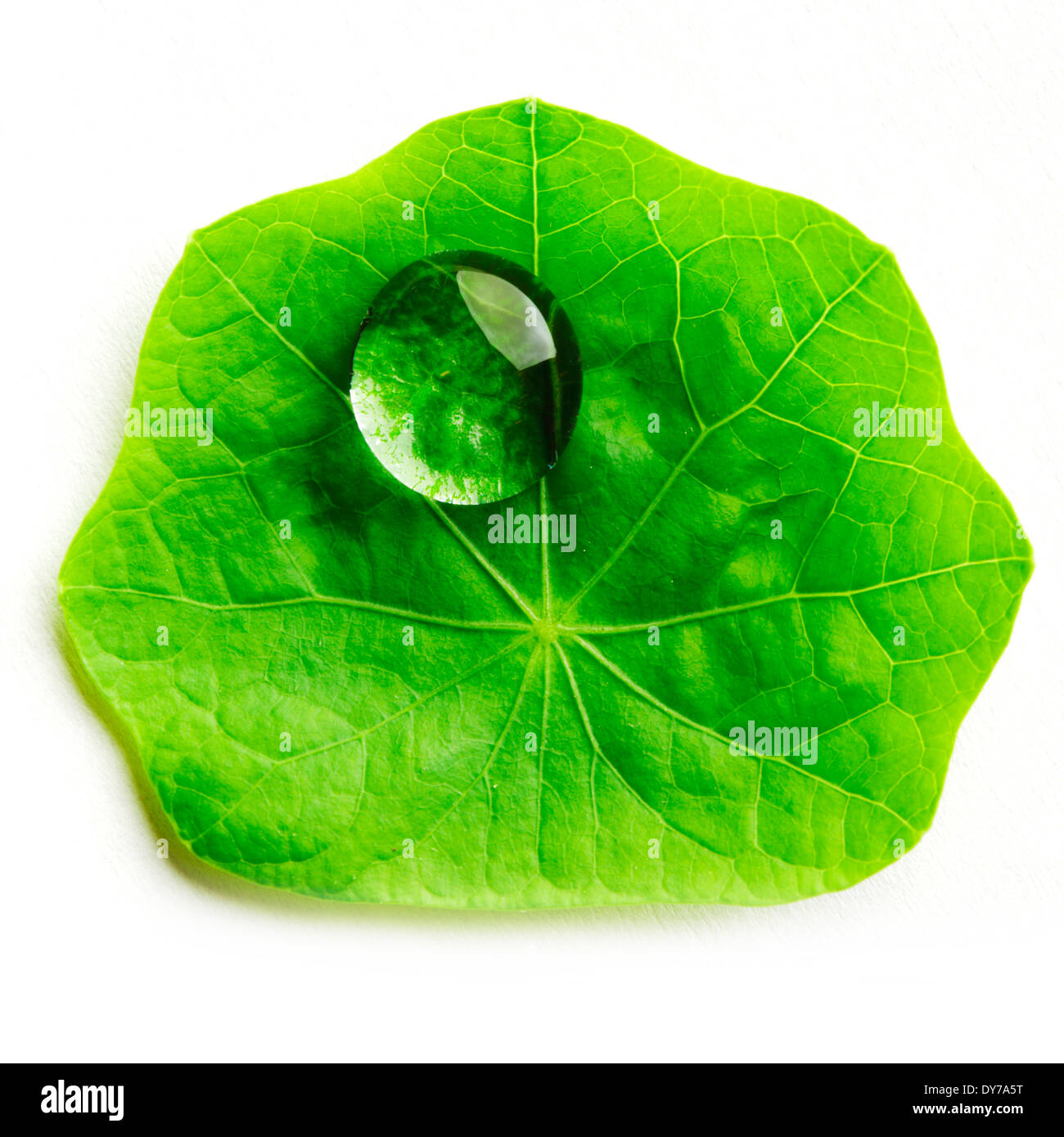 Water drop on leaf isolated on white background macro Stock Photo - Alamy