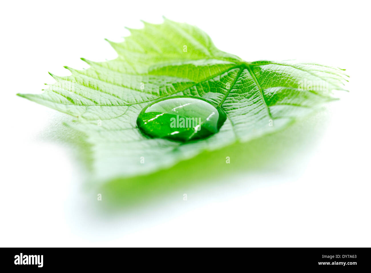 Water drop on leaf isolated on white background macro Stock Photo - Alamy