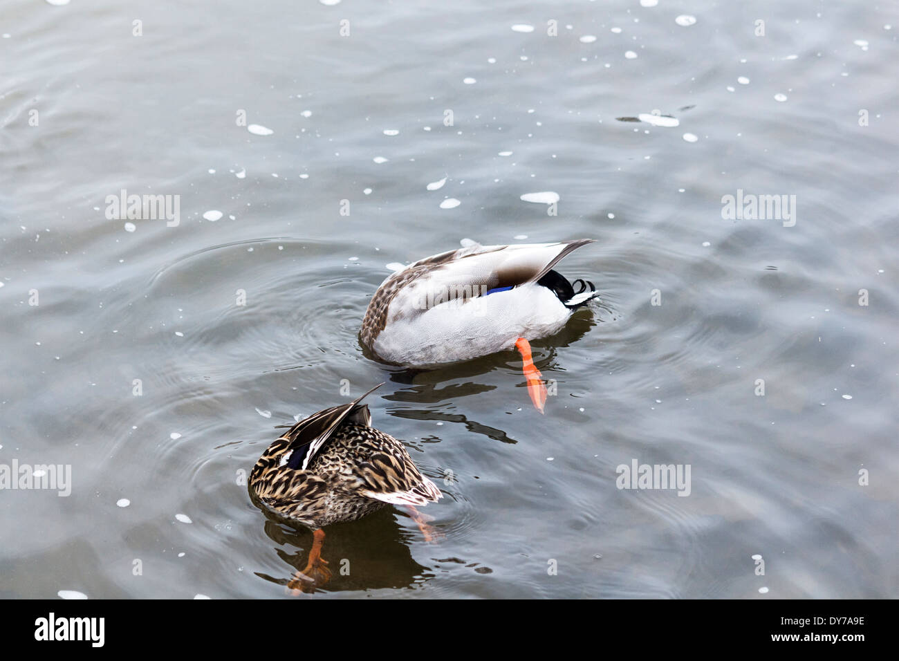 Male and female breeding pair of mallard ducks with heads in the water getting food. Stock Photo