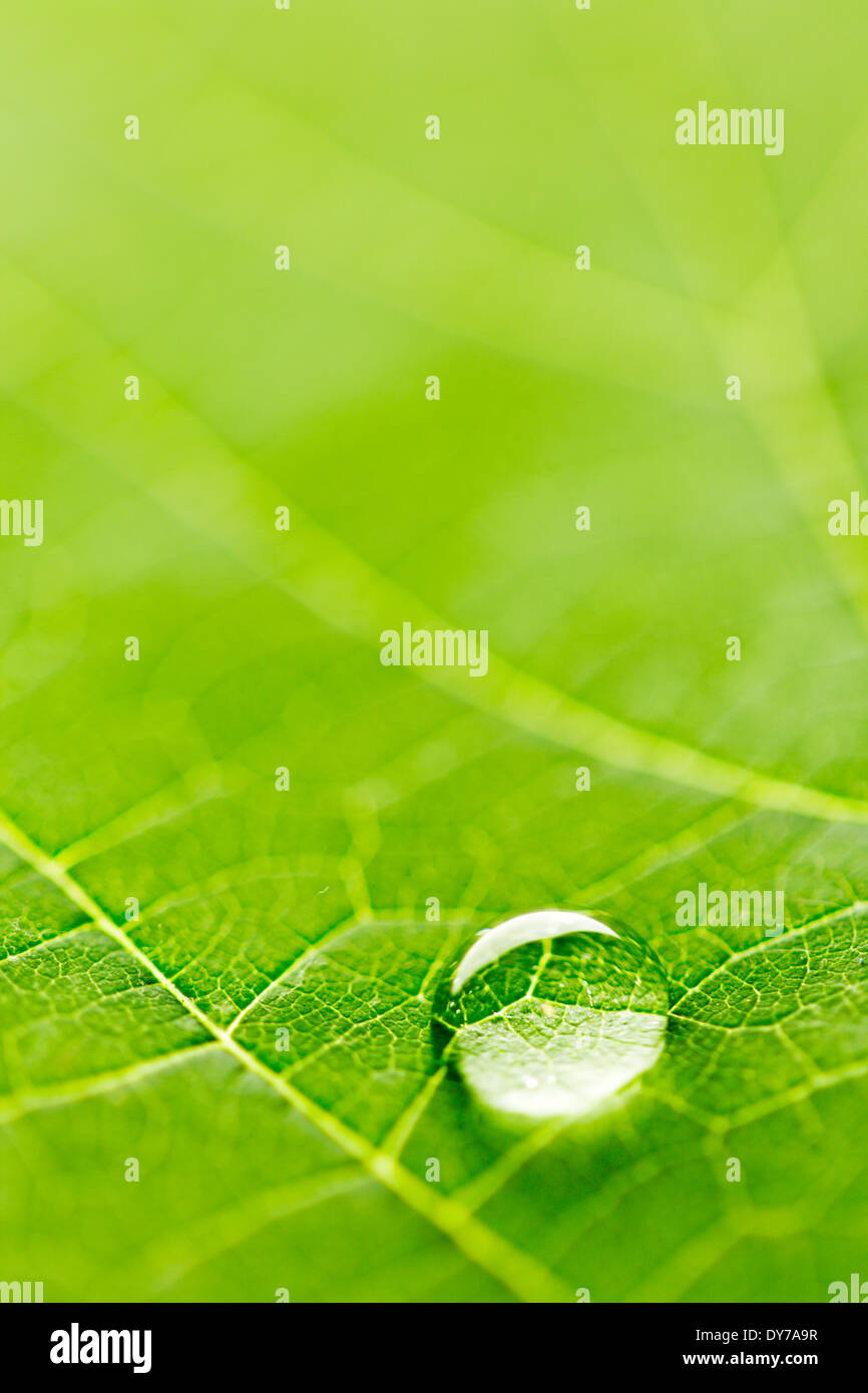 Water drop on fresh green leaf macro Stock Photo - Alamy