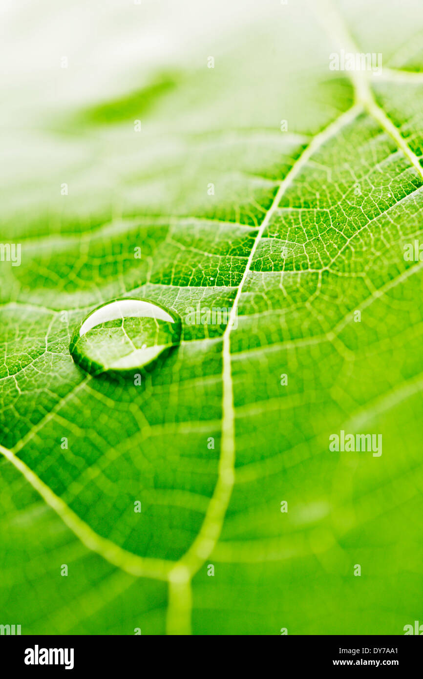 Water drop on fresh green leaf macro Stock Photo - Alamy