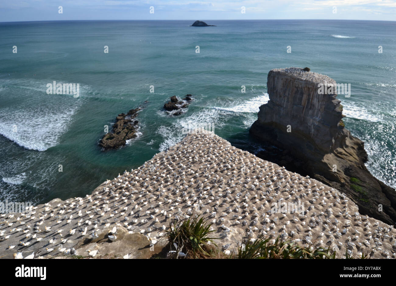 Muriwai Gannet colony, Morus serrator, by the cliff at Muriwai Beach, North Island, New Zealand Stock Photo
