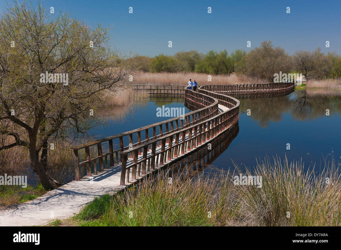 Tablas de Daimiel National Park - wetlands and boardwalks, Ciudad Real-province, Region of Castilla - La Mancha, Spain, Europe Stock Photo
