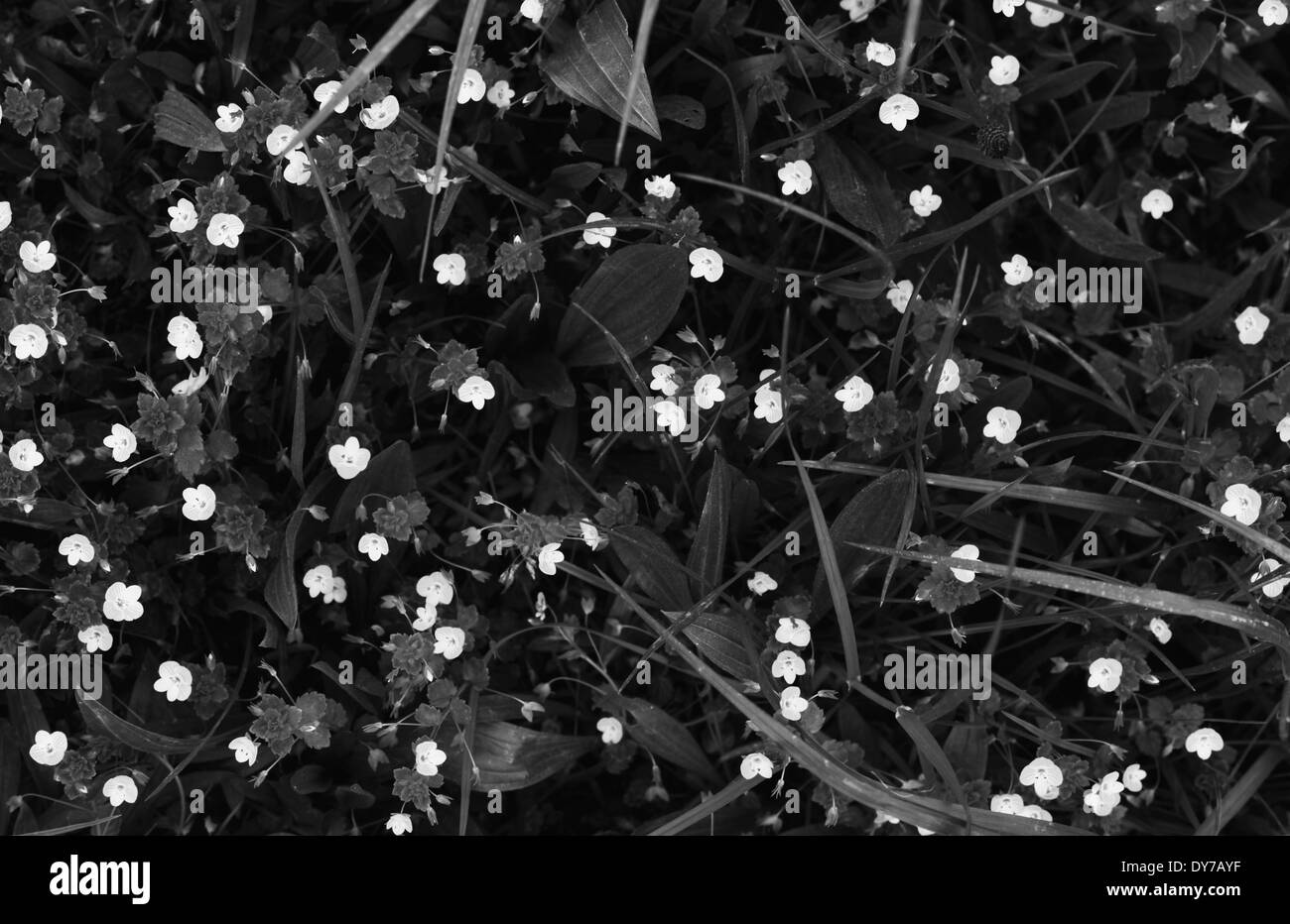 Buttercup field wildflower Black and White Stock Photos & Images - Alamy