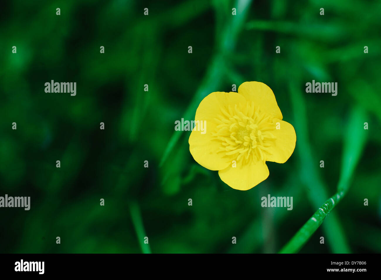 Yellow flower on a green grass background Stock Photo