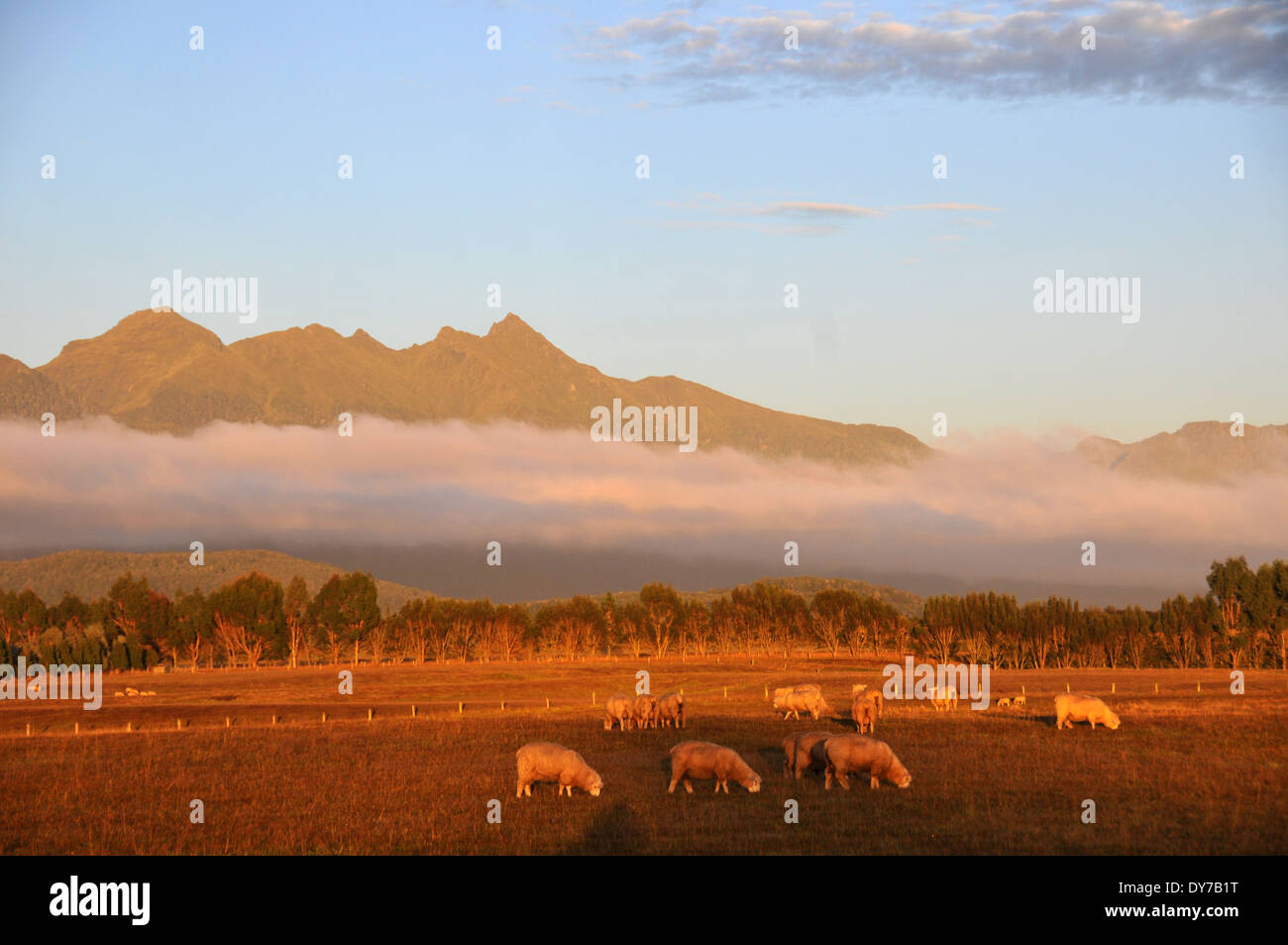 Low cloud covers Cathedral Mountains close to a sheep farm by Highway 95, from Te Anau to Manapouri, during sunrise, New Zealand Stock Photo
