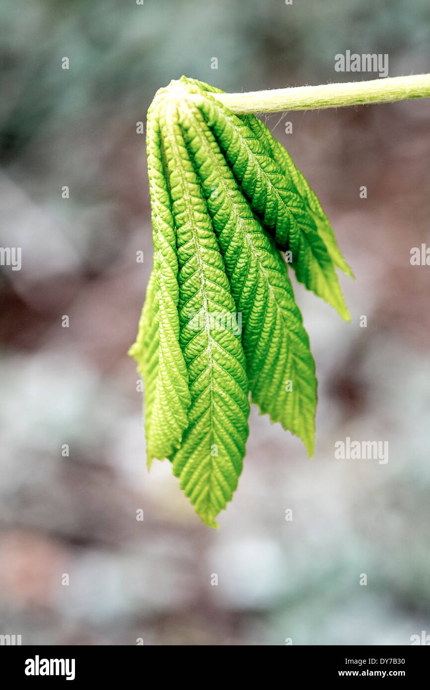 Young Horse Chestnut tree leaves emerging in Spring UK Stock Photo Alamy