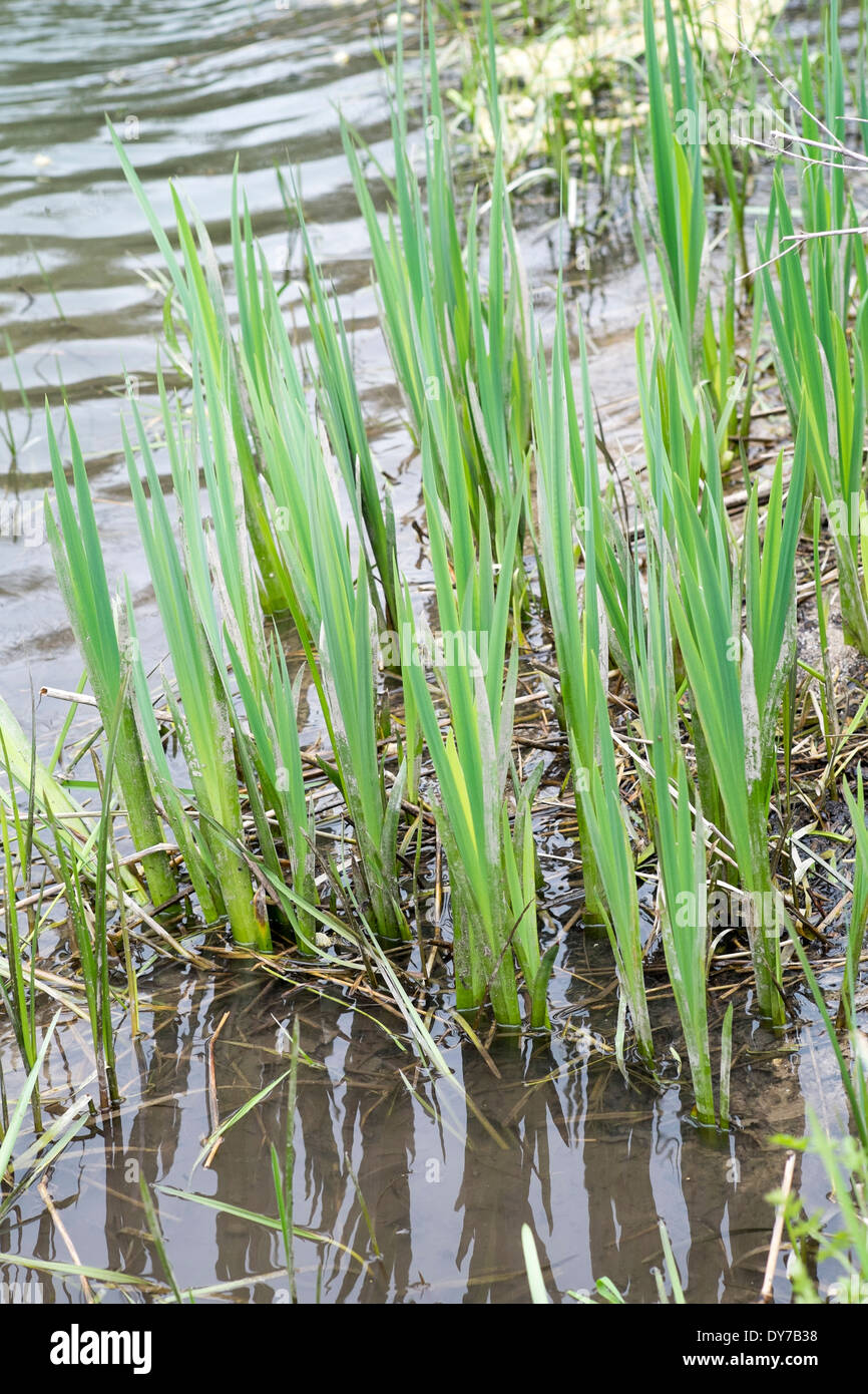 Young Spring reeds growing at rivers edge Stock Photo