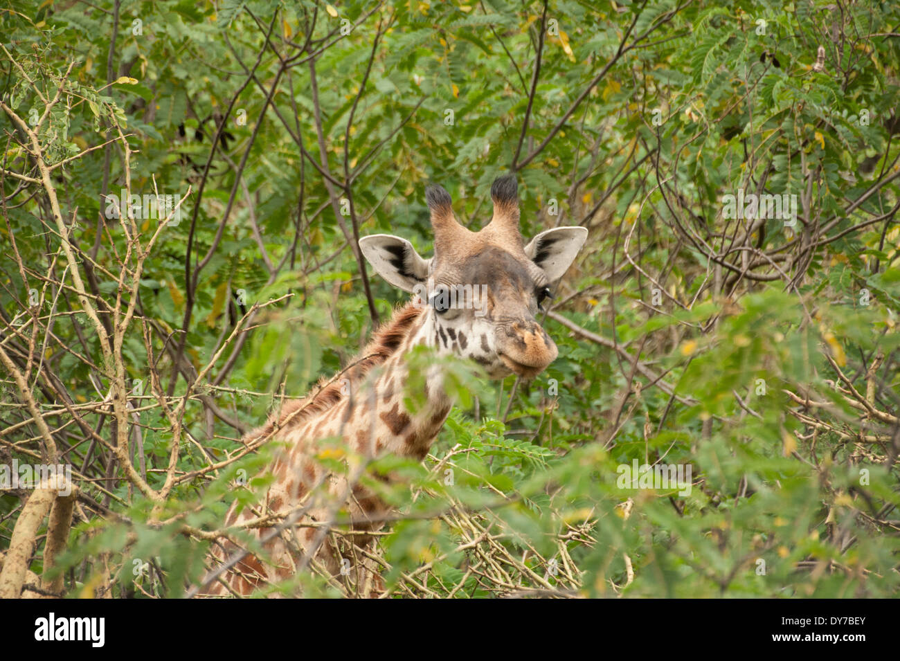Masai Giraffe on Crescent Island in Kenya, Africa Stock Photo - Alamy