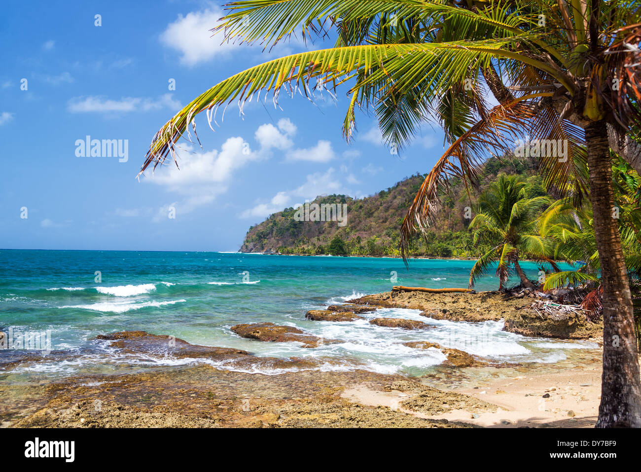Green palm tree on the coast of La Miel, Panama on the Caribbean Sea Stock Photo