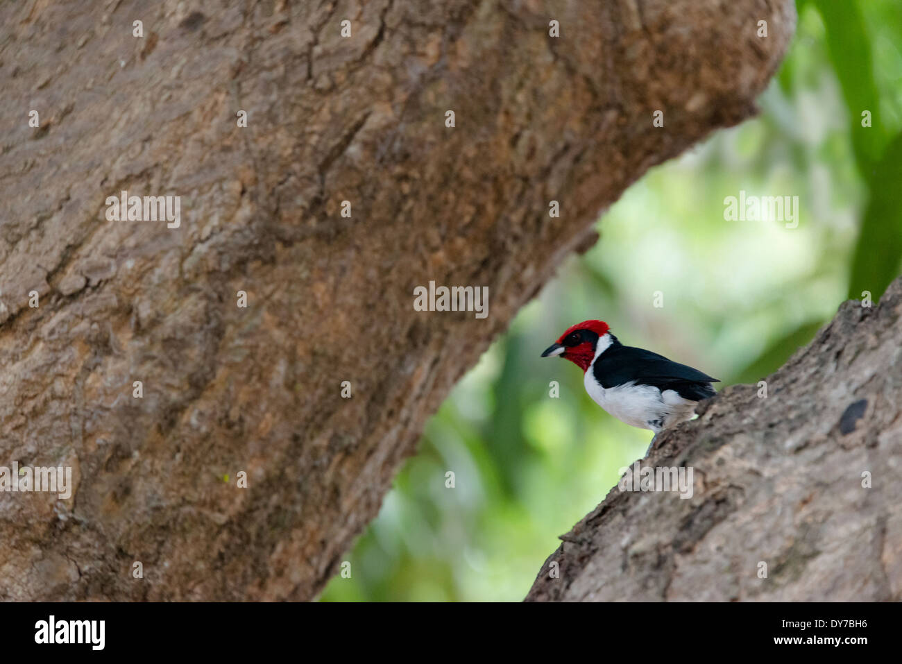 Los llanos venezuela hi-res stock photography and images - Alamy
