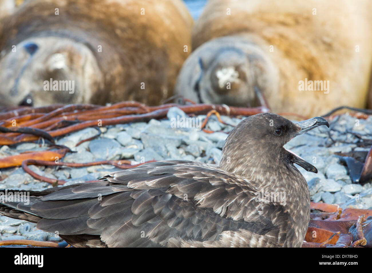 A Brown Skua, Stercorarius antarcticus on the beach on Prion Island, South Georgia, Southern Ocean, with Southern Elephant Seals behind. Stock Photo