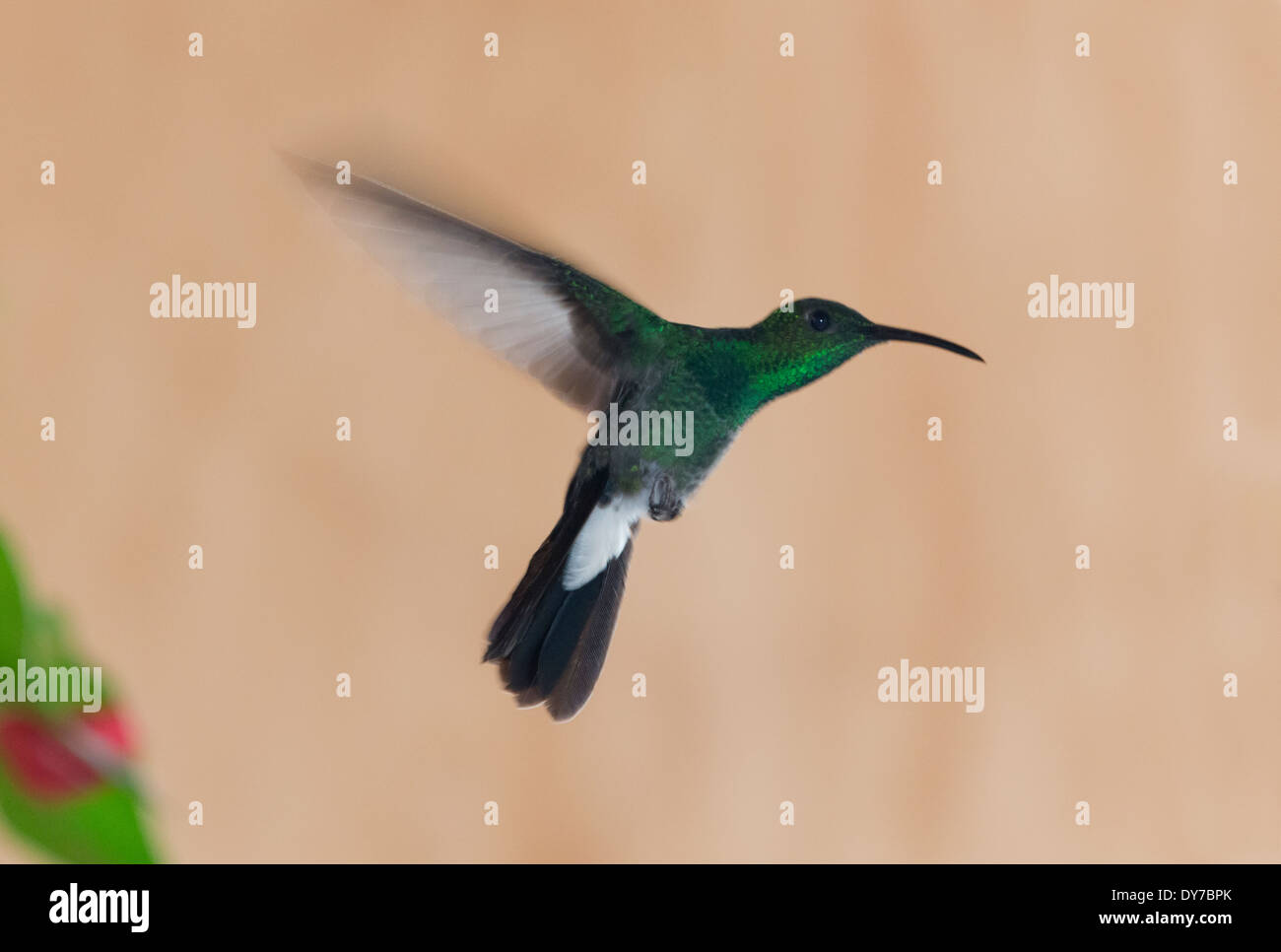 Hummingbird, Venezuela Stock Photo