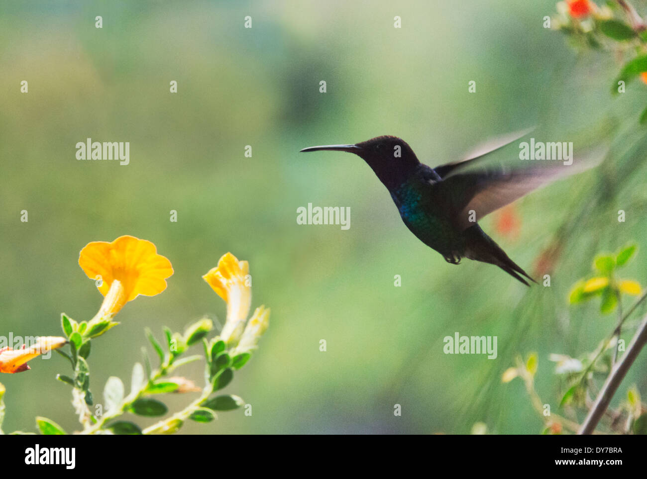 Hummingbird, Venezuela Stock Photo