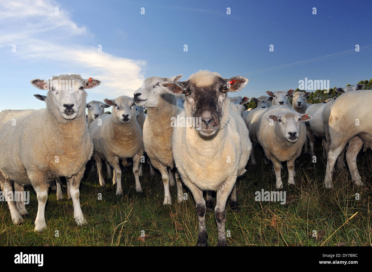 Sheep, Ovis aries, in a farm field, South Island, New Zealand Stock Photo
